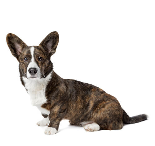 Corgi breeds 2024